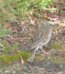 Ammodramus aurifrons