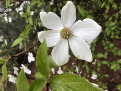 Cornus nuttallii