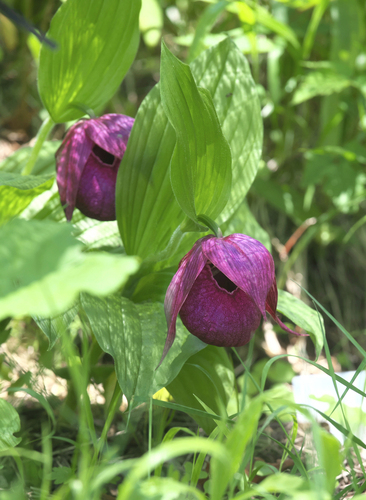 Cypripedium macranthos iNat (3)