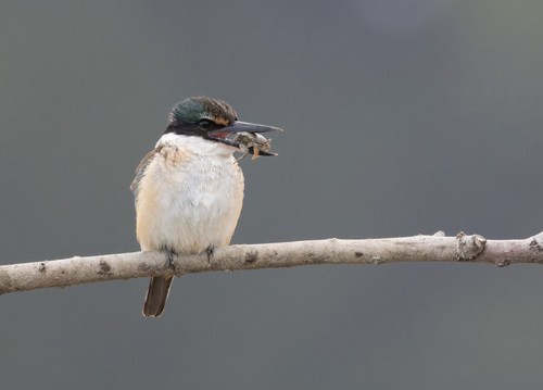 Sacred Kingfisher, photo 2 of 10