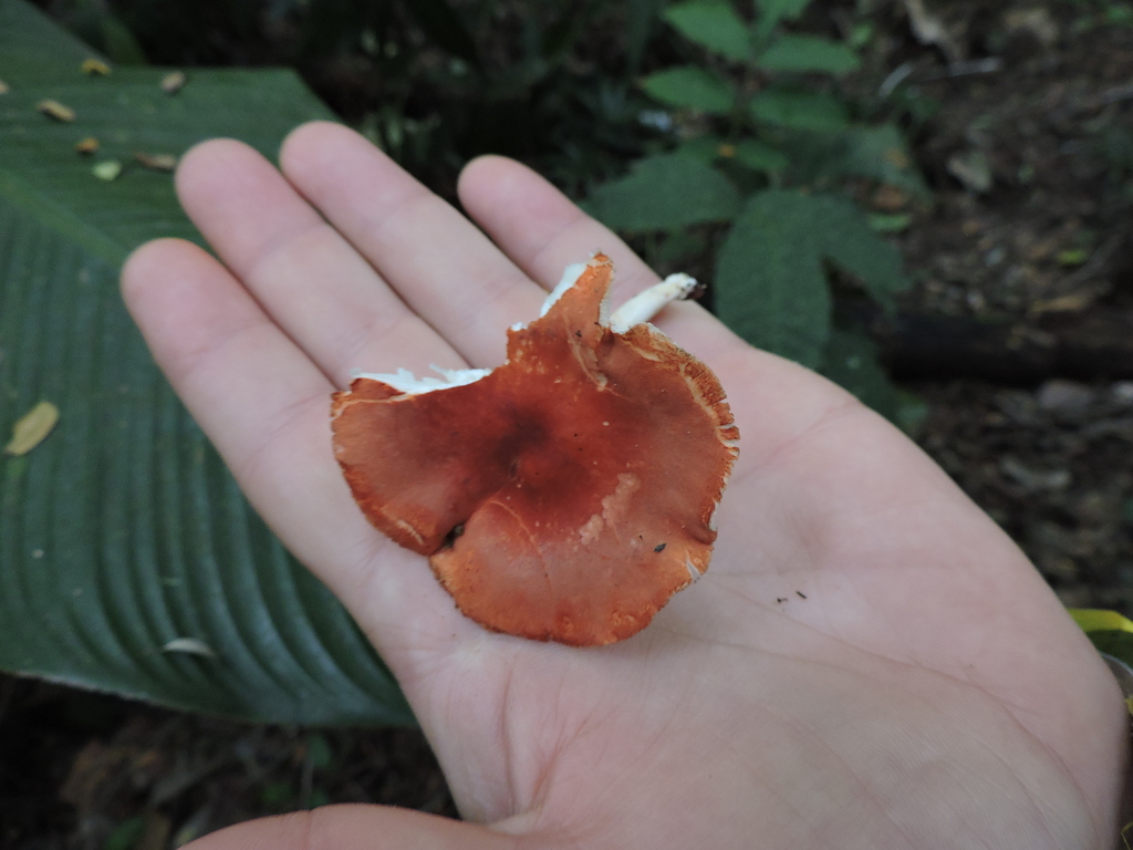 Leucopaxillus gracillimus · June 2024 · photo: © bariza (iNaturalist, cc-by)