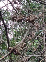 Actinidia