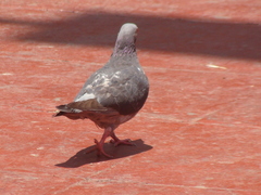 Columba livia