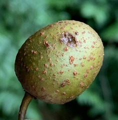 Actinidia