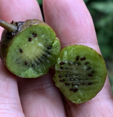 Actinidia