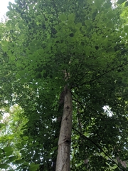 Tilia americana heterophylla