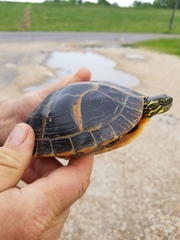 Chrysemys dorsalis