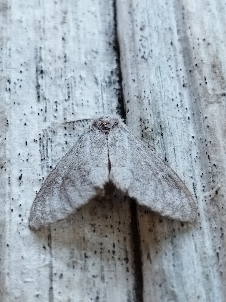 Ocneria detrita