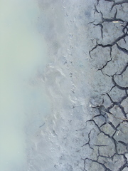 Charadrius vociferus