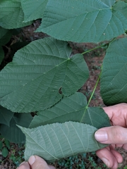 Tilia americana heterophylla