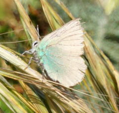 Callophrys