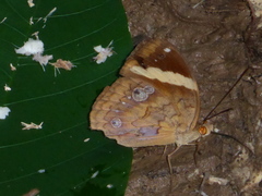 Xanthotaenia busiris