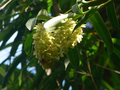 Epidendrum renilabium