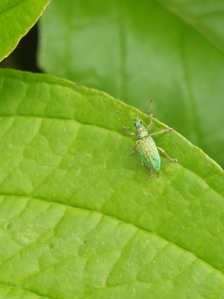 Green Immigrant Leaf Weevil from Portland Building, University of ...