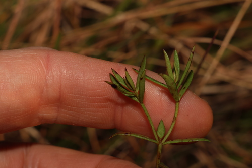 Image of Haloragis heterophylla by (c) Greg Tasney, some rights reserved (CC BY-SA)