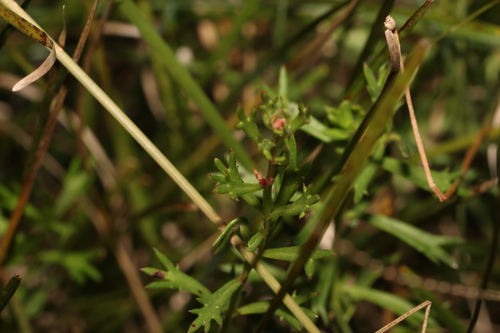 Image of Haloragis heterophylla by (c) Greg Tasney, some rights reserved (CC BY-SA)