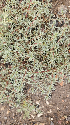 Petrosimonia brachiata, photograph 4