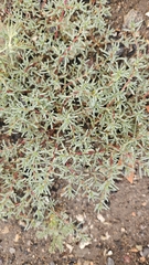 Petrosimonia brachiata, photograph (c) Ravil, some rights reserved (CC BY)