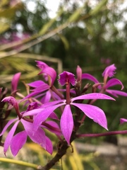 Epidendrum flexuosum