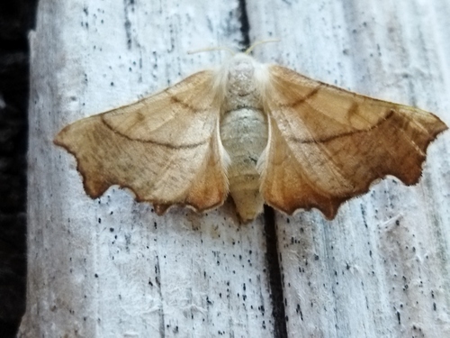 Dusky Thorn, 4292 Dobri dol, Bulgaria, photo 7 of 10