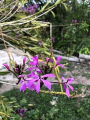 Epidendrum flexuosum