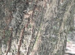 Maculonecroscia shukayi