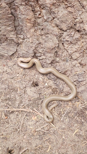iNaturalist observation photo of Northern Rubber Boa