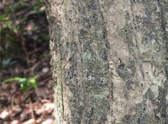 Maculonecroscia shukayi