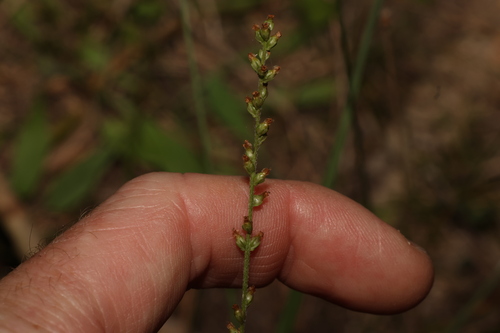 Image of Plantago debilis by (c) Greg Tasney, some rights reserved (CC BY-SA)
