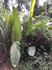 Heliconia champneiana