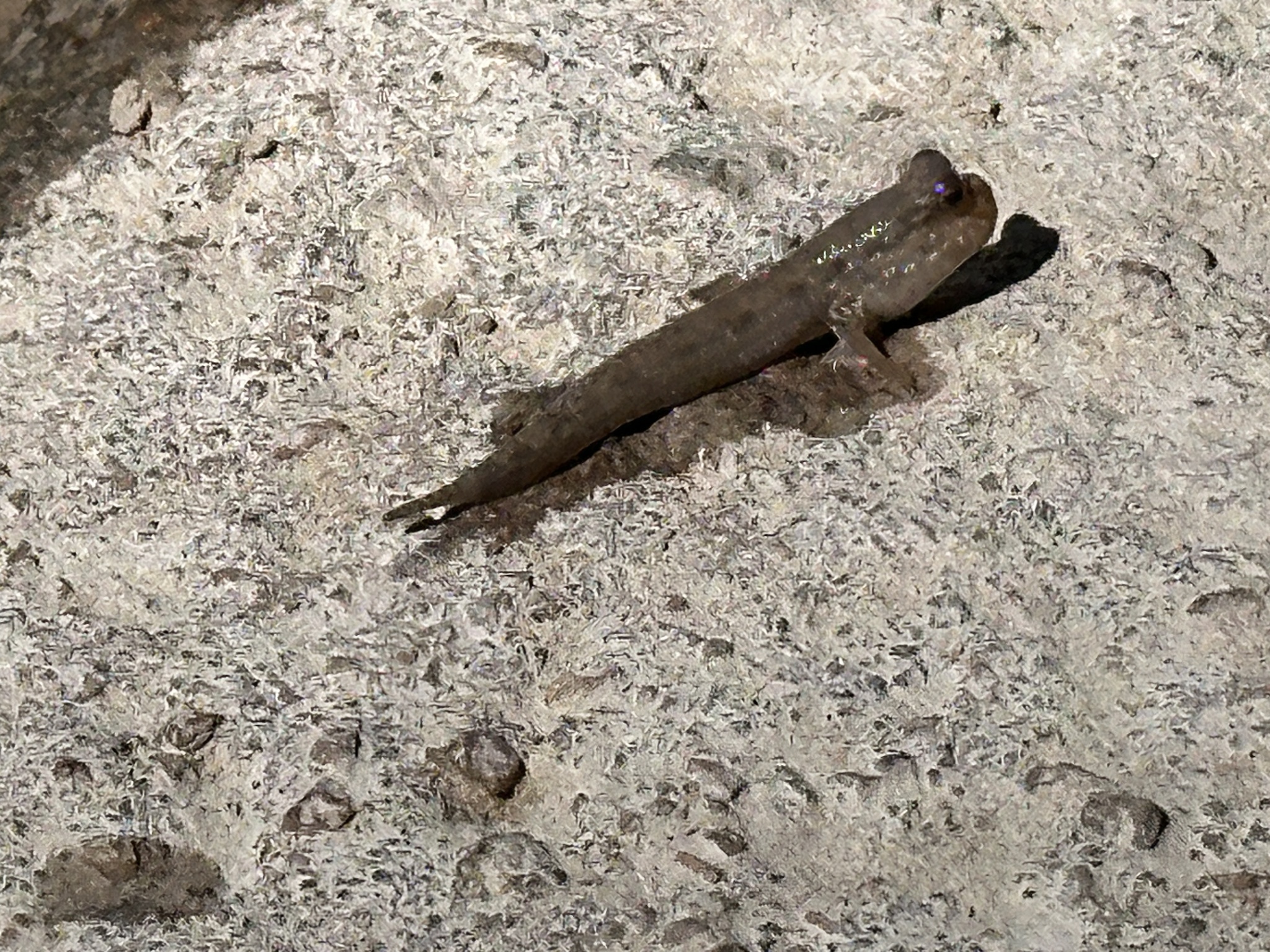 Weber's Mudskipper photo 4
