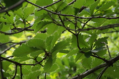 Quercus dentata
