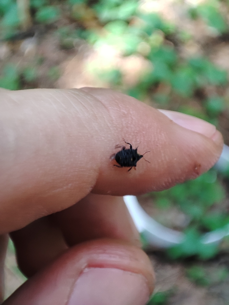 Cionus tuberculosus from Свердловская обл., Россия, 623132 on June 12 ...