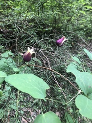 Clematis glaucophylla