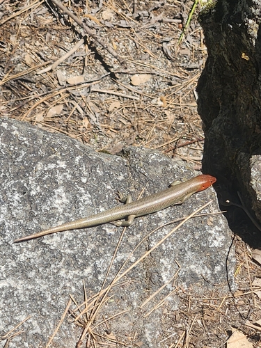 iNaturalist observation photo of Gilbert's Skink