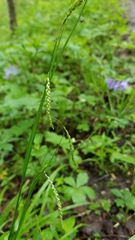 Carex gracillima