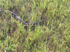 Pantherophis obsoletus