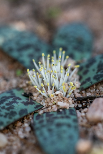 Lachenalia pusilla