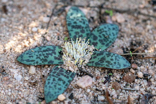 Lachenalia pusilla
