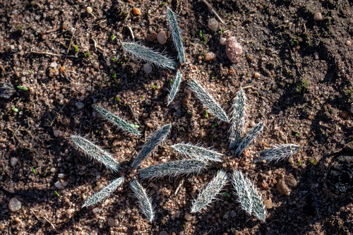 Gethyllis barkerae
