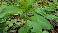 Triosteum perfoliatum
