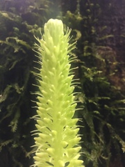 Baskervilla assurgens