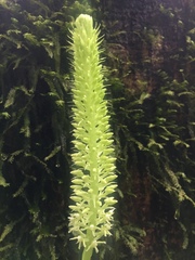 Baskervilla assurgens