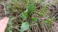 Helianthus occidentalis