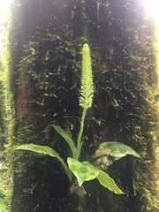 Baskervilla assurgens