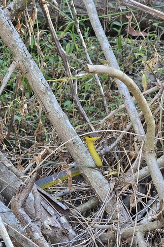 Common Tree Snake sighting