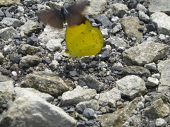 Eurema sari