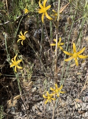 Bloomeria crocea aurea