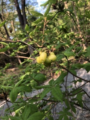Exobasidium rhododendri