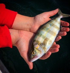 Seriola zonata